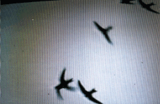 swifts